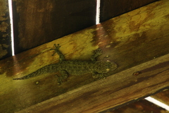 Phyllodactylus tuberculosus