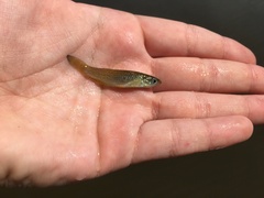 Fundulus blairae