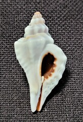 Eupleura sulcidentata