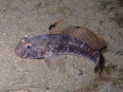 Gobius niger