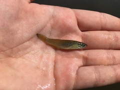 Fundulus blairae