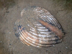 Acanthocardia tuberculata