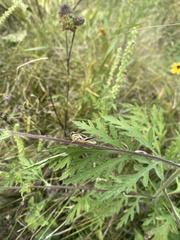 Melanoplinae