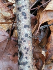 Jackrogersella multiformis