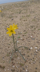 Zephyranthes bagnoldii