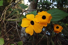 Thunbergia alata