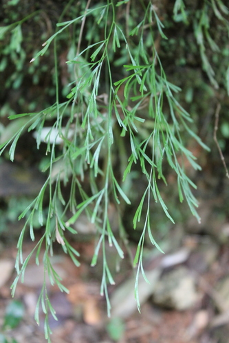 Anemia cuneata