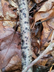 Jackrogersella multiformis