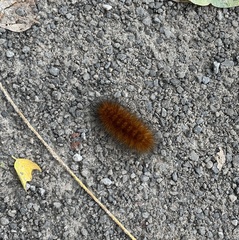 Pyrrharctia isabella