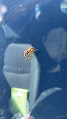 Vespula germanica