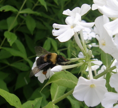 Bombus occidentalis