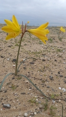 Zephyranthes bagnoldii