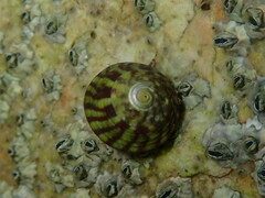 Steromphala umbilicalis