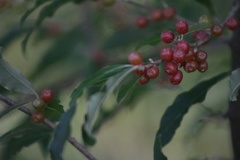 Elaeagnus