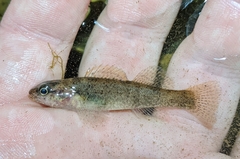 Etheostoma punctulatum