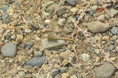 Ophiogomphus severus
