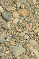 Ophiogomphus severus