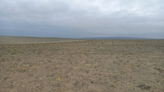 Zephyranthes bagnoldii