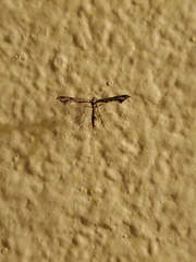 Anstenoptilia marmarodactyla