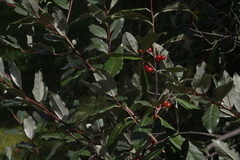 Elaeagnus
