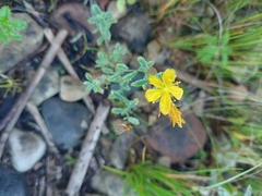 Hypericum canadense