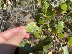 Blastobasis glandulella