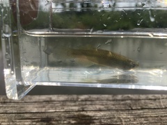 Fundulus blairae