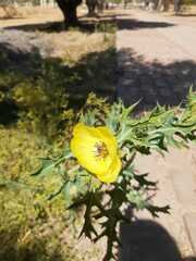 Argemone subfusiformis