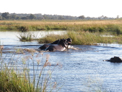 Hippopotamus amphibius