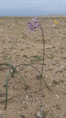 Leucocoryne appendiculata