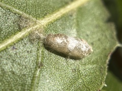 Blastobasis glandulella