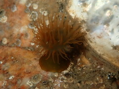 Actinia equina
