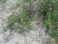 Heterotheca camporum glandulissima