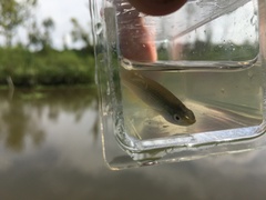 Fundulus blairae