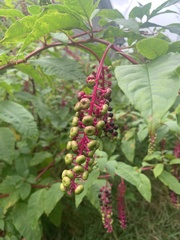 Phytolacca americana