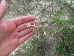Oenothera filipes