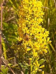 Chauliognathus pensylvanicus