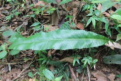 Polypodiaceae