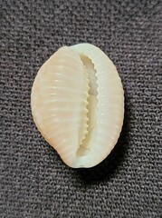 Pusula pediculus