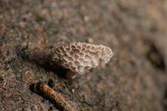 Favolaschia