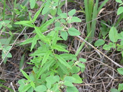 Brickellia eupatorioides