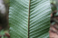 Polypodiaceae