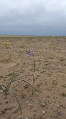Leucocoryne appendiculata