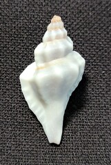 Eupleura sulcidentata