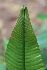 Polypodiaceae