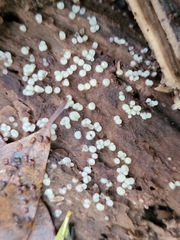 Helicogloea compressa