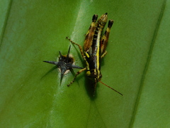 Melanoplinae