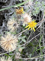 Heterotheca canescens