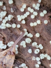 Helicogloea compressa