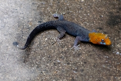 Gonatodes albogularis